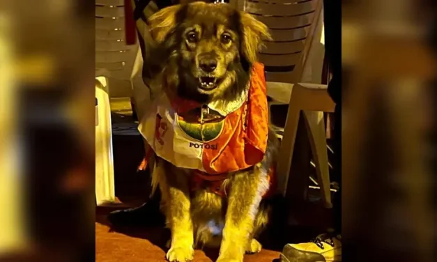 POTOSÍ DESPIDE A PETARDO, EL PERRITO QUE MARCÓ UNA ÉPOCA DE LUCHA