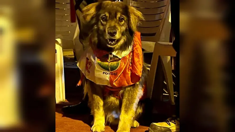 POTOSÍ DESPIDE A PETARDO, EL PERRITO QUE MARCÓ UNA ÉPOCA DE LUCHA