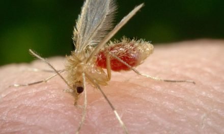 QUÉ DEBEMOS SABER DE LA LEISHMANIASIS