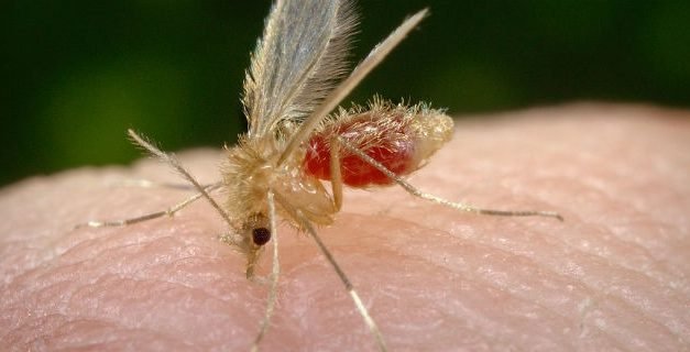 QUÉ DEBEMOS SABER DE LA LEISHMANIASIS