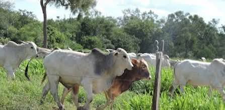 SANTA CRUZ: ABIGEATO GOLPEA OTRA VEZ Y GANADEROS ANUNCIAN PRONUNCIAMIENTO