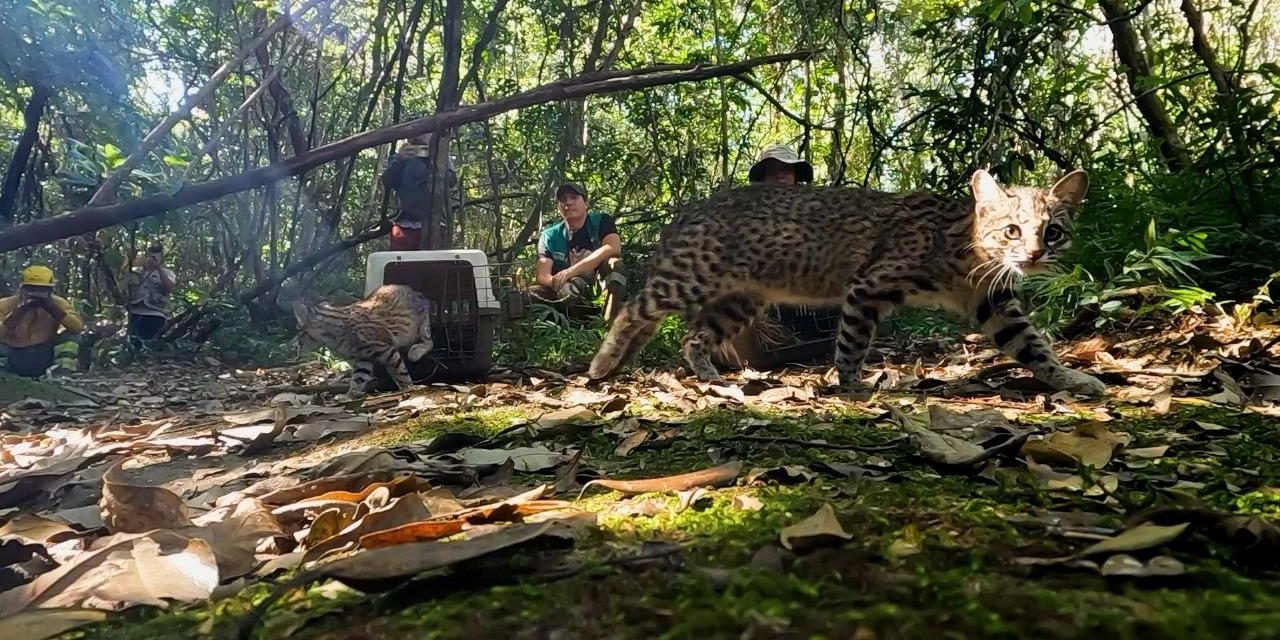 GOBERNACION LIBERA FAUNA RESCATADA DE INCENDIOS