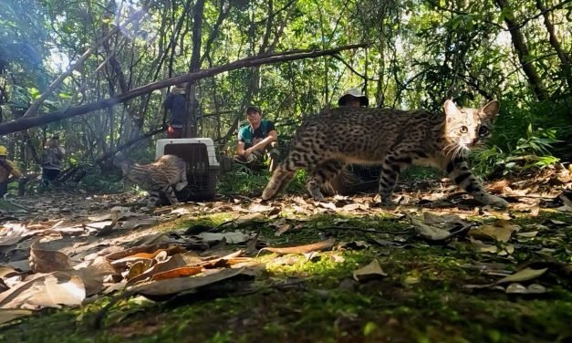 GOBERNACION LIBERA FAUNA RESCATADA DE INCENDIOS