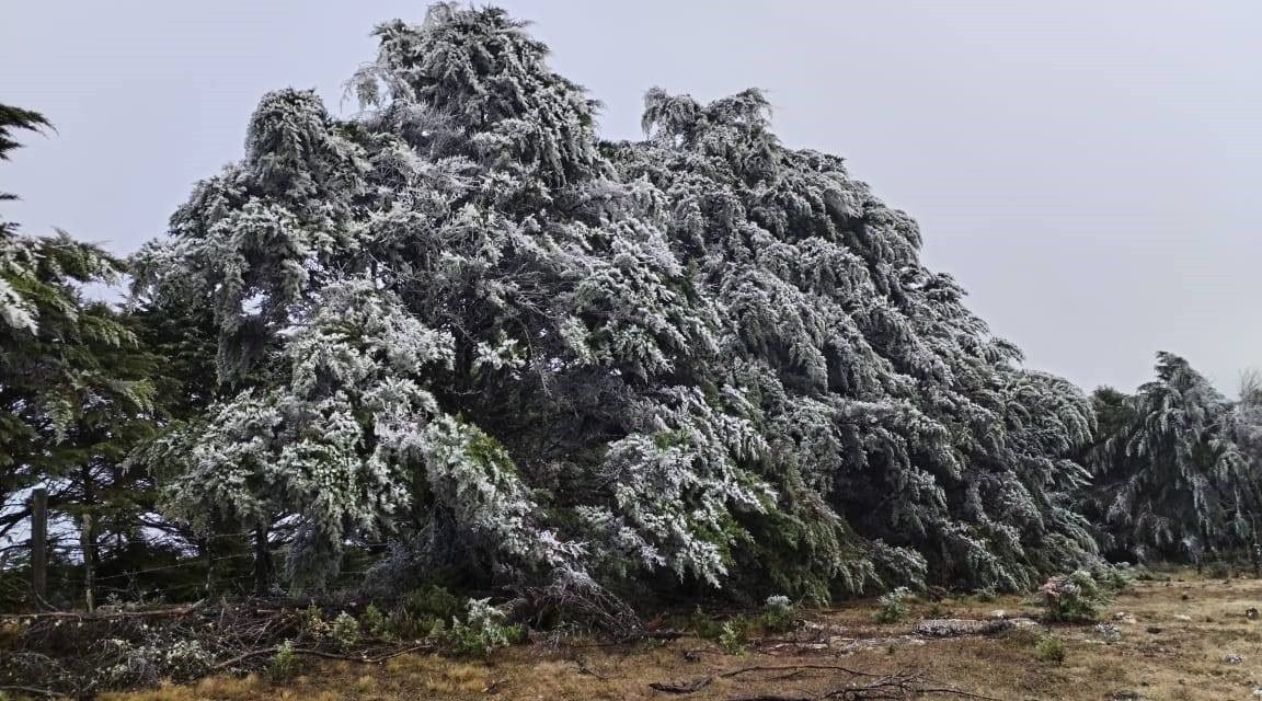 NEVADA TIÑE DE BLANCO LA PROVINCIA DE VALLEGRANDE
