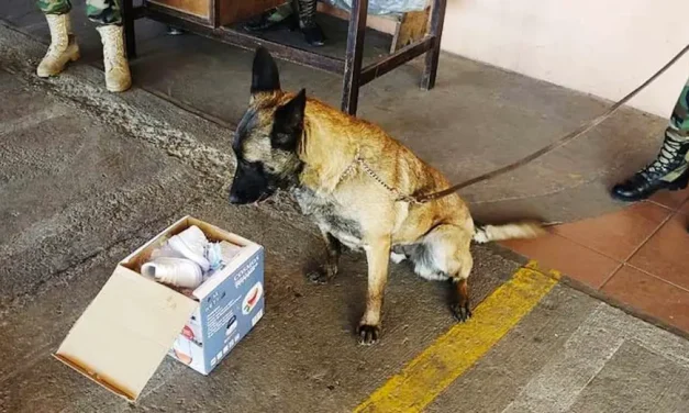DROGA CAMUFLADA EN PORTA BIBLIAS ES DETECTADA POR CAN EN VIRU VIRU