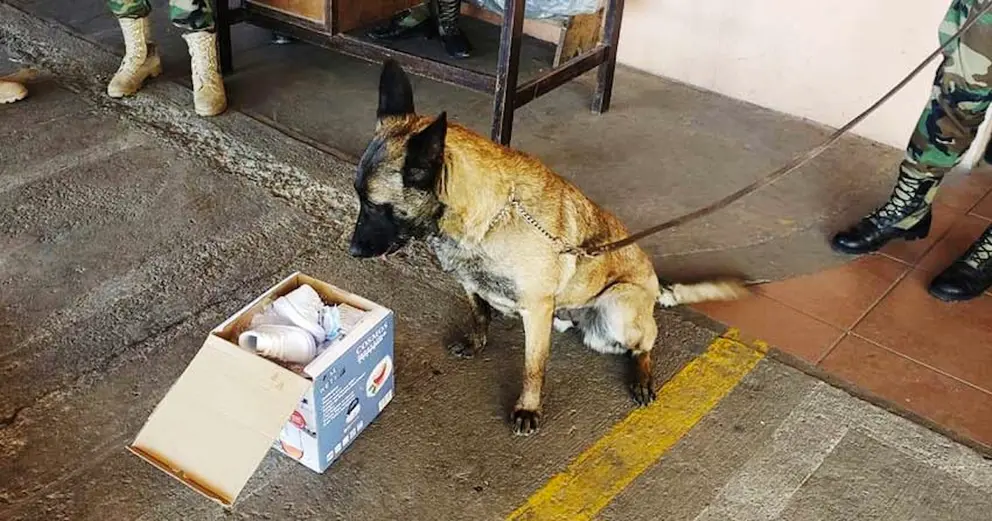DROGA CAMUFLADA EN PORTA BIBLIAS ES DETECTADA POR CAN EN VIRU VIRU