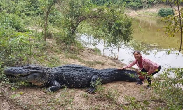 MUERE EL CAIMÁN “JESÚS”, ÍCONO DE LA BIODIVERSIDAD AMAZÓNICA