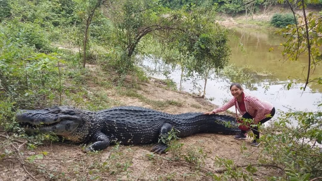 MUERE EL CAIMÁN “JESÚS”, ÍCONO DE LA BIODIVERSIDAD AMAZÓNICA