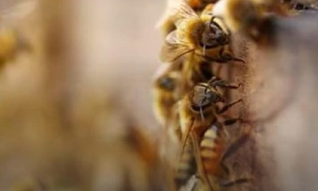 ATAQUES DE ABEJAS MATAN MASCOTAS Y PONEN EN RIESGO A VECINOS DE LA MOLIENDITA