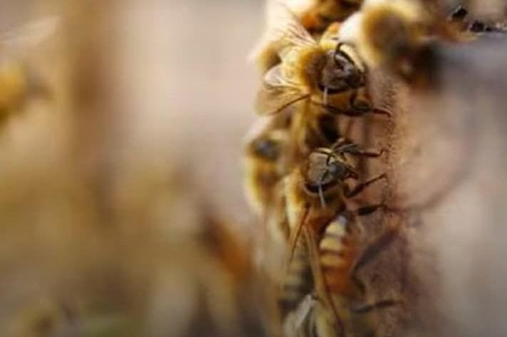 ATAQUES DE ABEJAS MATAN MASCOTAS Y PONEN EN RIESGO A VECINOS DE LA MOLIENDITA