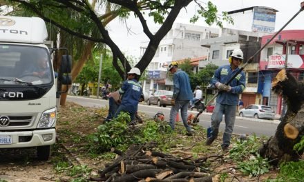 CONSTRUCTORA DAÑA 20 ÁRBOLES EN SANTA CRUZ DURANTE TRASLADO DE ESTRUCTURA
