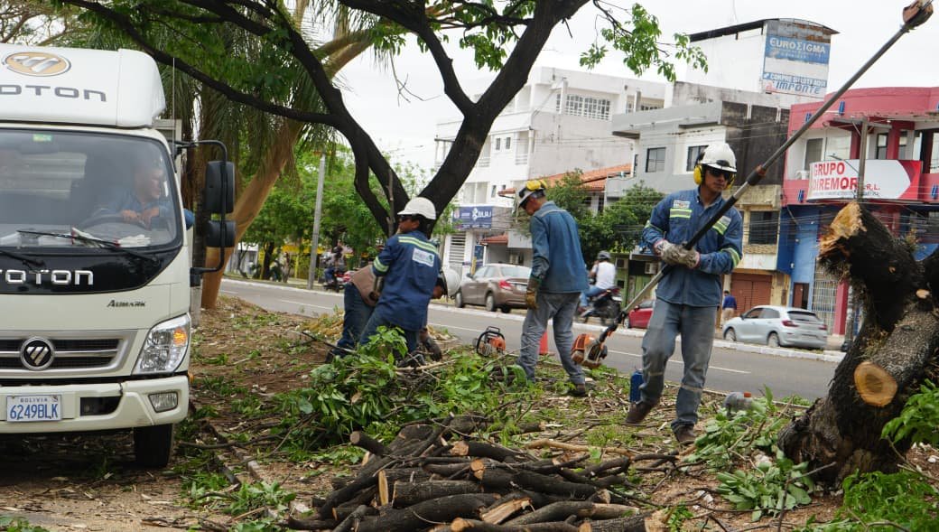 CONSTRUCTORA DAÑA 20 ÁRBOLES EN SANTA CRUZ DURANTE TRASLADO DE ESTRUCTURA
