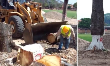 TALA DE ÁRBOLES HISTORICOS EN PORONGO DESATA INDIGNACIÓN VECINAL