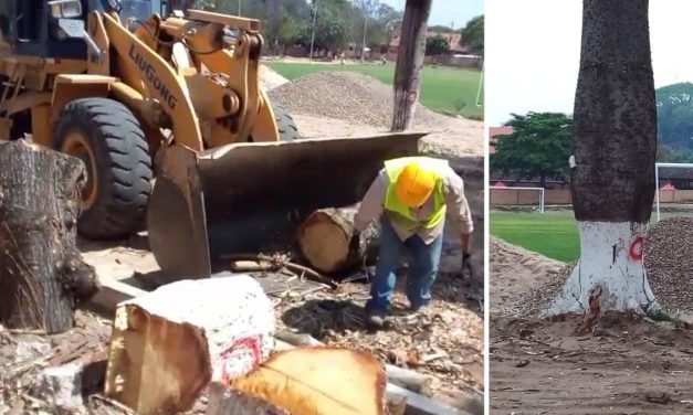 TALA DE ÁRBOLES HISTORICOS EN PORONGO DESATA INDIGNACIÓN VECINAL