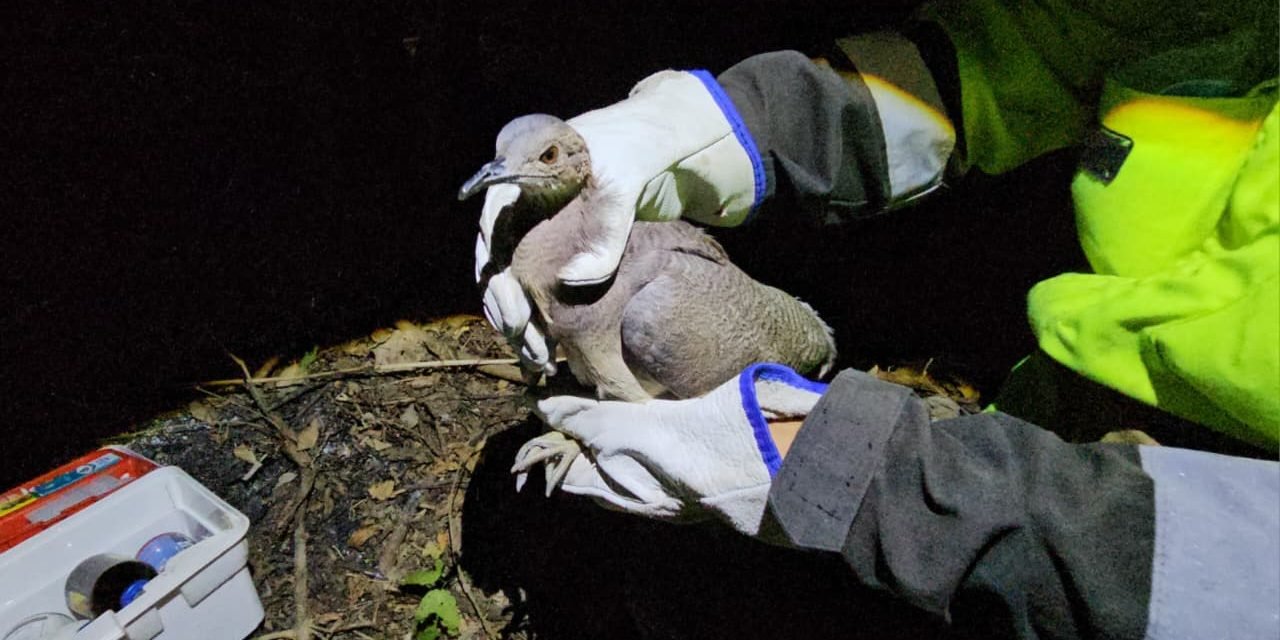 GOBERNACIÓN RESCATA FAUNA SILVESTRE AFECTADA POR INCENDIOS EN EL CARMEN RIVERO TORREZ