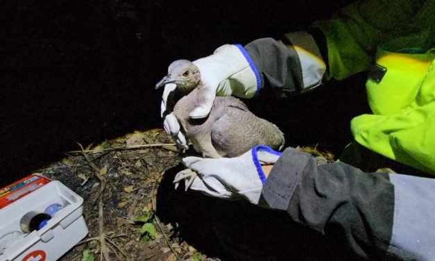 GOBERNACIÓN RESCATA FAUNA SILVESTRE AFECTADA POR INCENDIOS EN EL CARMEN RIVERO TORREZ