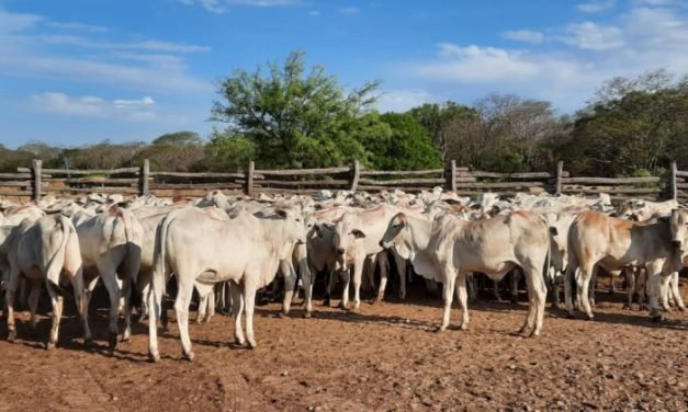 FEGASACRUZ PIDE CELERIDAD AL SENADO PARA APROBAR LEY CONTRA EL ABIGEATO