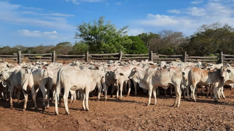 FEGASACRUZ PIDE CELERIDAD AL SENADO PARA APROBAR LEY CONTRA EL ABIGEATO