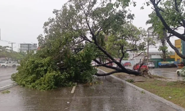 SANTA CRUZ BAJO LLUVIAS Y VIENTOS DEL SUR: CAÍDA DE ÁRBOLES Y CORTES DE LUZ