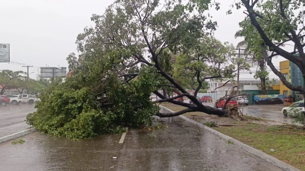 SANTA CRUZ BAJO LLUVIAS Y VIENTOS DEL SUR: CAÍDA DE ÁRBOLES Y CORTES DE LUZ