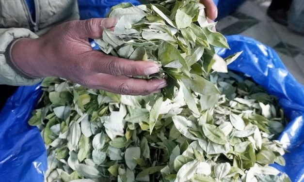 PRODUCTORES YUNGUEÑOS PREOCUPADOS POR LA BRUSCA BAJA DEL PRECIO DE LA COCA