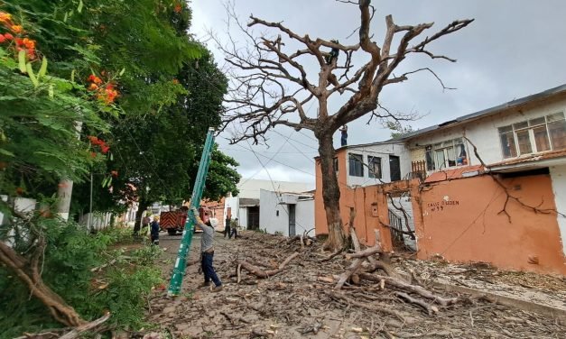RETIRAN ÁRBOL DE MÁS DE 50 AÑOS QUE REPRESENTABA RIESGO PARA VIVIENDAS EN LA CALLE BALLIVIÁN
