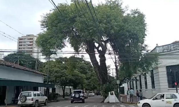 EL HISTÓRICO CUPESÍ DEL COLEGIO NACIONAL FLORIDA SE CONVIERTE EN ÁRBOL EMBLEMÁTICO DE SANTA CRUZ