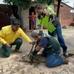 EQUIPO DE RESCATE DE LA GOBERNACIÓN REUBICA A UN LAGARTO HALLADO EN ZONA URBANA
