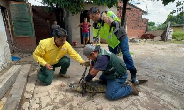 EQUIPO DE RESCATE DE LA GOBERNACIÓN REUBICA A UN LAGARTO HALLADO EN ZONA URBANA
