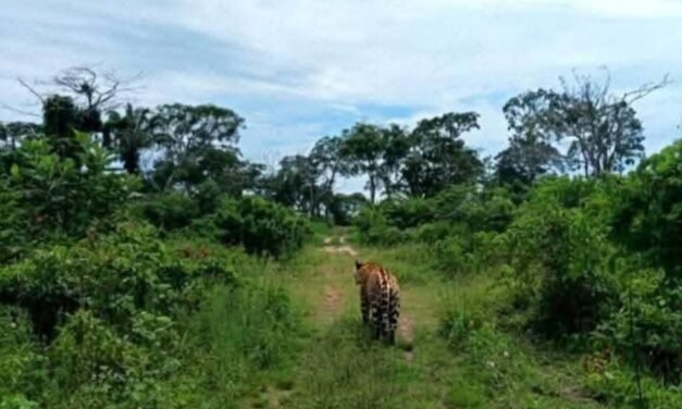 VECINOS DE PENTAGUAZU 4 REPORTAN PRESENCIA DE JAGUAR