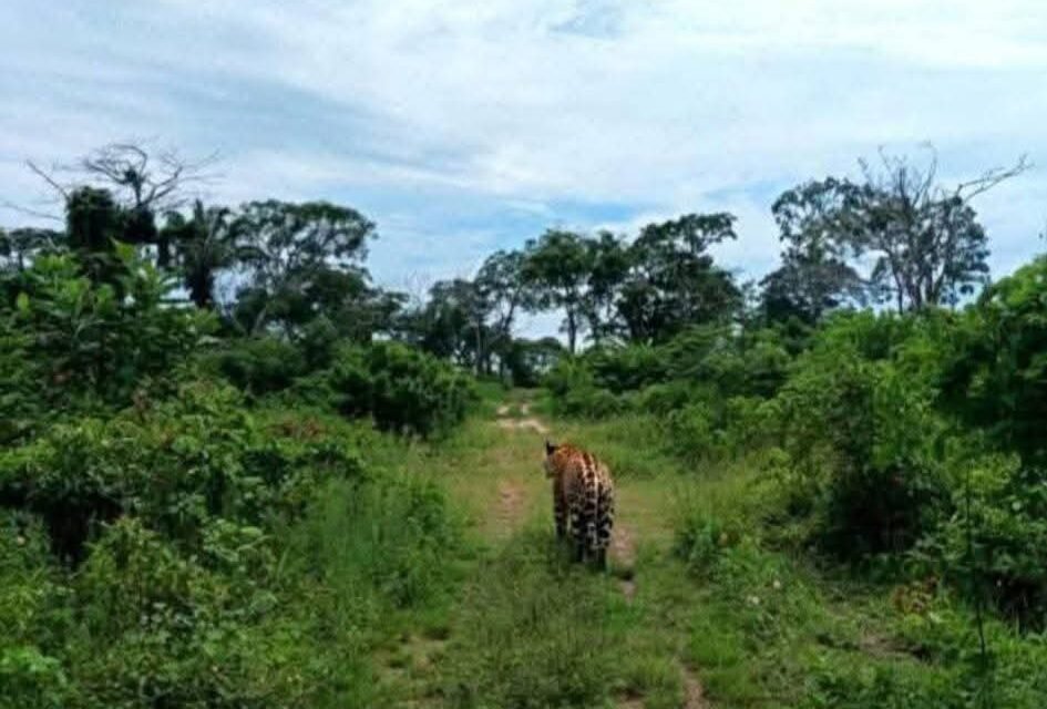 VECINOS DE PENTAGUAZU 4 REPORTAN PRESENCIA DE JAGUAR
