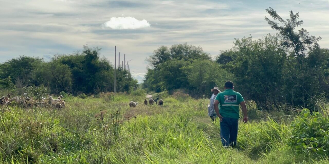 GOBERNACIÓN DESCARTA AVISTAMIENTO DE JAGUAR EN WARNES