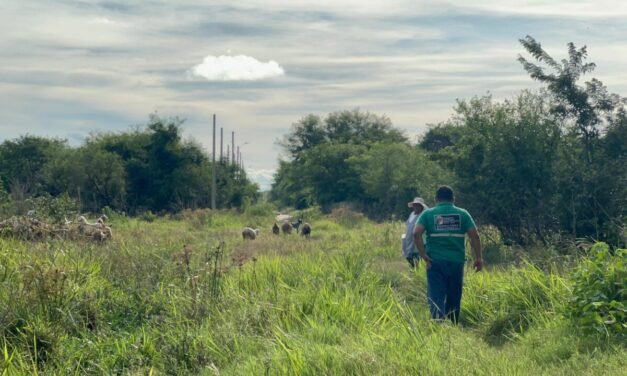 GOBERNACIÓN DESCARTA AVISTAMIENTO DE JAGUAR EN WARNES