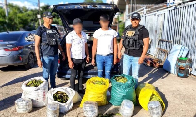 FELCN INTERCEPTA VEHÍCULO CON MARIHUANA Y DETIENE A DOS PERSONAS