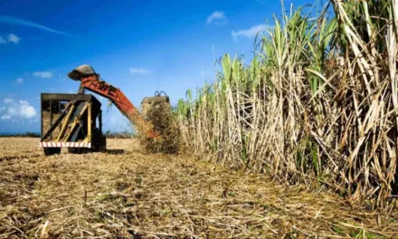PRODUCTORES CRUCEÑOS ALERTAN POR POSIBLE REDUCCIÓN EN COMPRA DE BIOCOMBUSTIBLES