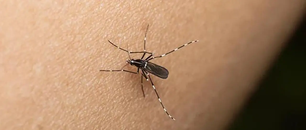 SEDES CONFIRMA PRIMER FALLECIDO POR CHIKUNGUNYA EN SANTA CRUZ