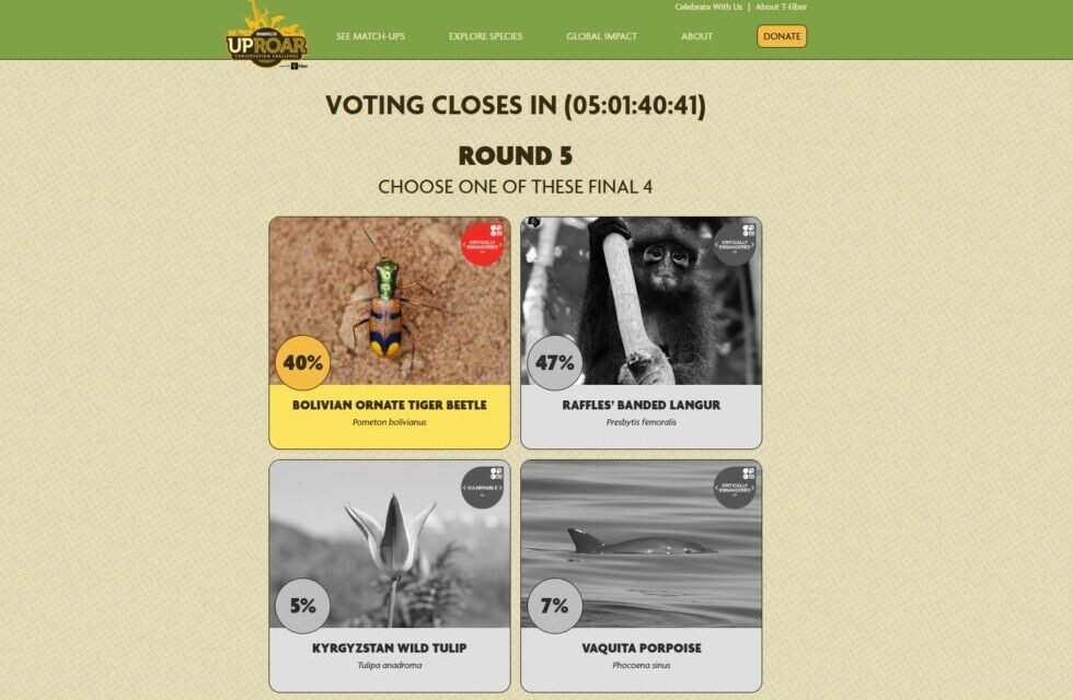 EL ESCARABAJO TIGRE DE LA CHIQUITANIA COMPITE POR GANAR CERTAMEN INTERNACIONAL