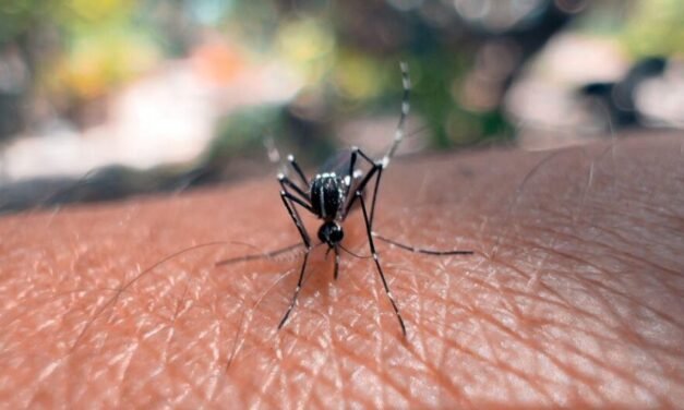 5.371 CASOS DE CHIKUNGUNYA EN BOLIVIA; ALERTA EN SANTA CRUZ Y LA PAZ