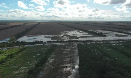 CAO ADVIERTE DIFICULTADES EN LA COSECHA POR RECIENTES LLUVIAS