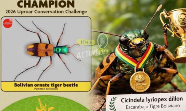 NUESTRO ESCARABAJO TIGRE CAMPEÓN DEL MUNDO