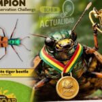 NUESTRO ESCARABAJO TIGRE CAMPEÓN DEL MUNDO