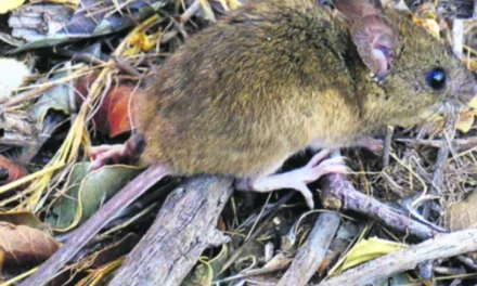 BOLIVIA REGISTRA 18 CASOS DE HANTAVIRUS