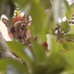 ALERTA EN SAN JOSÉ DE CHIQUITOS POR PRESENCIA DE PUMA EN ZONA URBANA