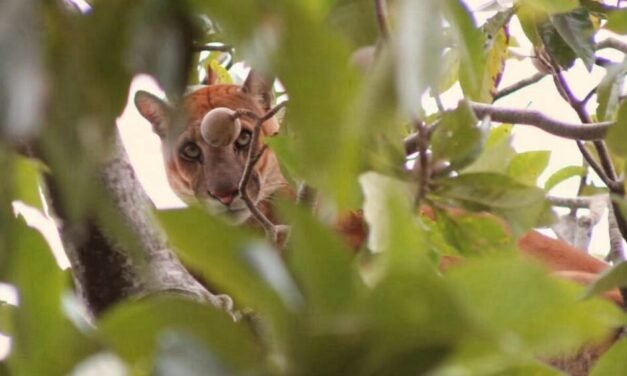 ALERTA EN SAN JOSÉ DE CHIQUITOS POR PRESENCIA DE PUMA EN ZONA URBANA