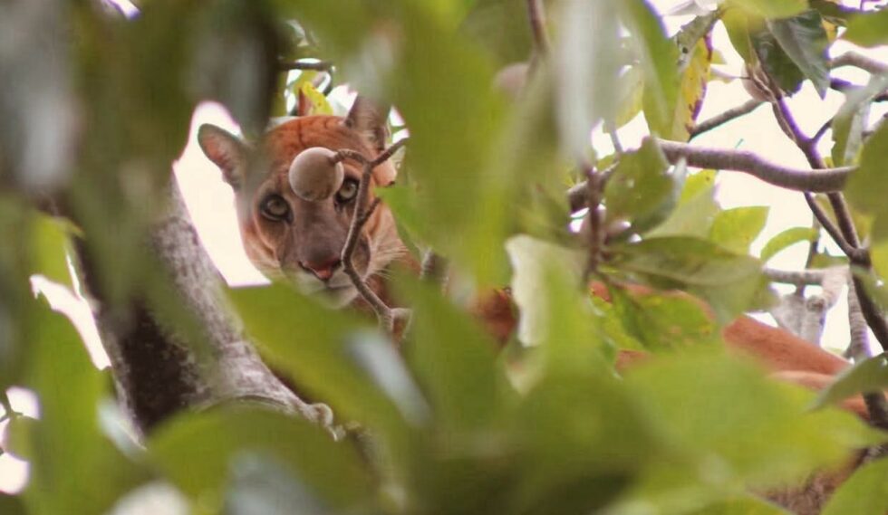 ALERTA EN SAN JOSÉ DE CHIQUITOS POR PRESENCIA DE PUMA EN ZONA URBANA