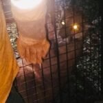 RESCATARON AL PUMA QUE CAUSÓ ALARMA EN SAN JOSÉ DE CHIQUITOS
