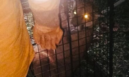 RESCATARON AL PUMA QUE CAUSÓ ALARMA EN SAN JOSÉ DE CHIQUITOS