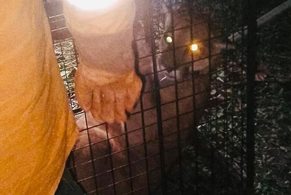 RESCATARON AL PUMA QUE CAUSÓ ALARMA EN SAN JOSÉ DE CHIQUITOS