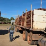 REFUERZAN OPERATIVOS CONTRA EL TRÁFICO DE MADERA EN FRONTERA CON BRASIL