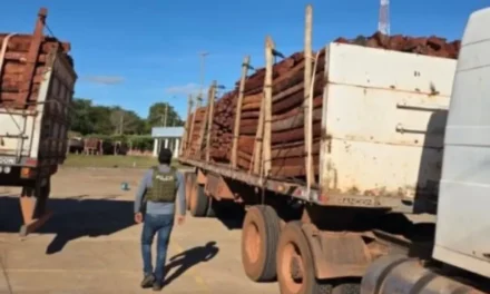 REFUERZAN OPERATIVOS CONTRA EL TRÁFICO DE MADERA EN FRONTERA CON BRASIL